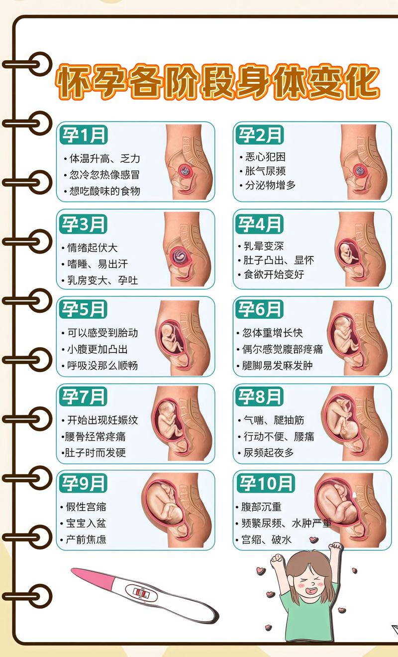 揭秘供卵代孕妈妈怀孕小腹分两节，孕期变化的奥秘南昌代生机构: